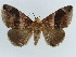  ( - BC ZSM Lep 38417)  @11 [ ] CreativeCommons - Attribution Non-Commercial Share-Alike (2012) Axel Hausmann/Bavarian State Collection of Zoology (ZSM) SNSB, Zoologische Staatssammlung Muenchen
