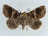  ( - BC ZSM Lep 38418)  @11 [ ] CreativeCommons - Attribution Non-Commercial Share-Alike (2012) Axel Hausmann/Bavarian State Collection of Zoology (ZSM) SNSB, Zoologische Staatssammlung Muenchen