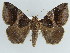  ( - BC ZSM Lep 38419)  @11 [ ] CreativeCommons - Attribution Non-Commercial Share-Alike (2012) Axel Hausmann/Bavarian State Collection of Zoology (ZSM) SNSB, Zoologische Staatssammlung Muenchen
