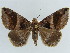  (Bastilla arcuata - BC ZSM Lep 38420)  @11 [ ] CreativeCommons - Attribution Non-Commercial Share-Alike (2012) Axel Hausmann/Bavarian State Collection of Zoology (ZSM) SNSB, Zoologische Staatssammlung Muenchen