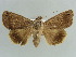  ( - BC ZSM Lep 38425)  @11 [ ] CreativeCommons - Attribution Non-Commercial Share-Alike (2012) Axel Hausmann/Bavarian State Collection of Zoology (ZSM) SNSB, Zoologische Staatssammlung Muenchen