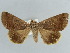  ( - BC ZSM Lep 38426)  @11 [ ] CreativeCommons - Attribution Non-Commercial Share-Alike (2012) Axel Hausmann/Bavarian State Collection of Zoology (ZSM) SNSB, Zoologische Staatssammlung Muenchen