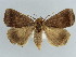 ( - BC ZSM Lep 38430)  @11 [ ] CreativeCommons - Attribution Non-Commercial Share-Alike (2012) Axel Hausmann/Bavarian State Collection of Zoology (ZSM) SNSB, Zoologische Staatssammlung Muenchen
