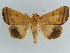  ( - BC ZSM Lep 38431)  @11 [ ] Copyright (2012) Axel Hausmann/Bavarian State Collection of Zoology (ZSM) SNSB, Zoologische Staatssammlung Muenchen