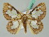  (Arctornithini - BC ZSM Lep 50605)  @15 [ ] CreativeCommons - Attribution Non-Commercial Share-Alike (2012) Axel Hausmann/Bavarian State Collection of Zoology (ZSM) SNSB, Zoologische Staatssammlung Muenchen