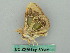  ( - BC ZSM Lep 50605)  @13 [ ] CreativeCommons - Attribution Non-Commercial Share-Alike (2012) Axel Hausmann/Bavarian State Collection of Zoology (ZSM) SNSB, Zoologische Staatssammlung Muenchen