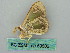  ( - BC ZSM Lep 50606)  @13 [ ] CreativeCommons - Attribution Non-Commercial Share-Alike (2012) Axel Hausmann/Bavarian State Collection of Zoology (ZSM) SNSB, Zoologische Staatssammlung Muenchen