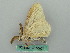  ( - BC ZSM Lep 50607)  @12 [ ] CreativeCommons - Attribution Non-Commercial Share-Alike (2012) Axel Hausmann/Bavarian State Collection of Zoology (ZSM) SNSB, Zoologische Staatssammlung Muenchen