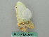  ( - BC ZSM Lep 50610)  @13 [ ] CreativeCommons - Attribution Non-Commercial Share-Alike (2012) Axel Hausmann/Bavarian State Collection of Zoology (ZSM) SNSB, Zoologische Staatssammlung Muenchen