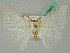  (Arctornis WS01Th - BC ZSM Lep 50615)  @14 [ ] CreativeCommons - Attribution Non-Commercial Share-Alike (2012) Axel Hausmann/Bavarian State Collection of Zoology (ZSM) SNSB, Zoologische Staatssammlung Muenchen
