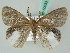  (Pantana WS01Th - BC ZSM Lep 50633)  @13 [ ] CreativeCommons - Attribution Non-Commercial Share-Alike (2012) Axel Hausmann/Bavarian State Collection of Zoology (ZSM) SNSB, Zoologische Staatssammlung Muenchen