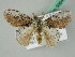  ( - BC ZSM Lep 50644)  @13 [ ] CreativeCommons - Attribution Non-Commercial Share-Alike (2012) Axel Hausmann/Bavarian State Collection of Zoology (ZSM) SNSB, Zoologische Staatssammlung Muenchen