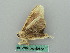  (Saliocleta lativitta - BC ZSM Lep 50672)  @12 [ ] CreativeCommons - Attribution Non-Commercial Share-Alike (2012) Axel Hausmann/Bavarian State Collection of Zoology (ZSM) SNSB, Zoologische Staatssammlung Muenchen