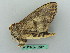  (Phalera minor - BC ZSM Lep 50676)  @13 [ ] CreativeCommons - Attribution Non-Commercial Share-Alike (2012) Axel Hausmann/Bavarian State Collection of Zoology (ZSM) SNSB, Zoologische Staatssammlung Muenchen