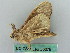  ( - BC ZSM Lep 50678)  @13 [ ] CreativeCommons - Attribution Non-Commercial Share-Alike (2012) Axel Hausmann/Bavarian State Collection of Zoology (ZSM) SNSB, Zoologische Staatssammlung Muenchen