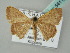  ( - BC ZSM Lep 54112)  @12 [ ] CreativeCommons - Attribution Non-Commercial Share-Alike (2012) Axel Hausmann/Bavarian State Collection of Zoology (ZSM) SNSB, Zoologische Staatssammlung Muenchen