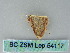  ( - BC ZSM Lep 54117)  @12 [ ] CreativeCommons - Attribution Non-Commercial Share-Alike (2012) Axel Hausmann/Bavarian State Collection of Zoology (ZSM) SNSB, Zoologische Staatssammlung Muenchen