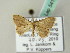  (Scopula AH06Th - BC ZSM Lep 54120)  @13 [ ] CreativeCommons - Attribution Non-Commercial Share-Alike (2012) Axel Hausmann/Bavarian State Collection of Zoology (ZSM) SNSB, Zoologische Staatssammlung Muenchen