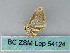  ( - BC ZSM Lep 54124)  @12 [ ] CreativeCommons - Attribution Non-Commercial Share-Alike (2012) Axel Hausmann/Bavarian State Collection of Zoology (ZSM) SNSB, Zoologische Staatssammlung Muenchen
