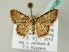  (Idaea craspedota - BC ZSM Lep 54126)  @13 [ ] CreativeCommons - Attribution Non-Commercial Share-Alike (2012) Axel Hausmann/Bavarian State Collection of Zoology (ZSM) SNSB, Zoologische Staatssammlung Muenchen