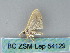  ( - BC ZSM Lep 54129)  @12 [ ] CreativeCommons - Attribution Non-Commercial Share-Alike (2012) Axel Hausmann/Bavarian State Collection of Zoology (ZSM) SNSB, Zoologische Staatssammlung Muenchen