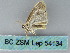  ( - BC ZSM Lep 54134)  @12 [ ] CreativeCommons - Attribution Non-Commercial Share-Alike (2012) Axel Hausmann/Bavarian State Collection of Zoology (ZSM) SNSB, Zoologische Staatssammlung Muenchen