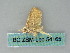  ( - BC ZSM Lep 54165)  @13 [ ] CreativeCommons - Attribution Non-Commercial Share-Alike (2012) Axel Hausmann/Bavarian State Collection of Zoology (ZSM) SNSB, Zoologische Staatssammlung Muenchen