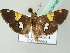  ( - BC ZSM Lep 54192)  @14 [ ] CreativeCommons - Attribution Non-Commercial Share-Alike (2012) Axel Hausmann/Bavarian State Collection of Zoology (ZSM) SNSB, Zoologische Staatssammlung Muenchen