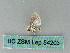  (Nola AH01Th - BC ZSM Lep 54203)  @12 [ ] CreativeCommons - Attribution Non-Commercial Share-Alike (2012) Axel Hausmann/Bavarian State Collection of Zoology (ZSM) SNSB, Zoologische Staatssammlung Muenchen