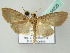  (Crocidophora lutusalis - BC ZSM Lep 54220)  @13 [ ] CreativeCommons - Attribution Non-Commercial Share-Alike (2012) Axel Hausmann/Bavarian State Collection of Zoology (ZSM) SNSB, Zoologische Staatssammlung Muenchen