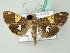  ( - BC ZSM Lep 54224)  @14 [ ] CreativeCommons - Attribution Non-Commercial Share-Alike (2012) Axel Hausmann/Bavarian State Collection of Zoology (ZSM) SNSB, Zoologische Staatssammlung Muenchen