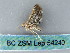  ( - BC ZSM Lep 54240)  @12 [ ] CreativeCommons - Attribution Non-Commercial Share-Alike (2012) Axel Hausmann/Bavarian State Collection of Zoology (ZSM) SNSB, Zoologische Staatssammlung Muenchen