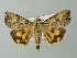  (Hypocala plumicornis - BC ZSM Lep 55821)  @14 [ ] CreativeCommons - Attribution Non-Commercial Share-Alike (2012) Axel Hausmann/Bavarian State Collection of Zoology (ZSM) SNSB, Zoologische Staatssammlung Muenchen