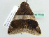  ( - BC ZSM Lep 55822)  @13 [ ] CreativeCommons - Attribution Non-Commercial Share-Alike (2012) Axel Hausmann/Bavarian State Collection of Zoology (ZSM) SNSB, Zoologische Staatssammlung Muenchen