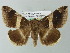  ( - BC ZSM Lep 55822)  @13 [ ] CreativeCommons - Attribution Non-Commercial Share-Alike (2012) Axel Hausmann/Bavarian State Collection of Zoology (ZSM) SNSB, Zoologische Staatssammlung Muenchen
