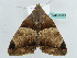 ( - BC ZSM Lep 55823)  @14 [ ] CreativeCommons - Attribution Non-Commercial Share-Alike (2012) Axel Hausmann/Bavarian State Collection of Zoology (ZSM) SNSB, Zoologische Staatssammlung Muenchen
