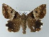  ( - BC ZSM Lep 55863)  @15 [ ] CreativeCommons - Attribution Non-Commercial Share-Alike (2012) Axel Hausmann/Bavarian State Collection of Zoology (ZSM) SNSB, Zoologische Staatssammlung Muenchen