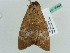  ( - BC ZSM Lep 55864)  @13 [ ] CreativeCommons - Attribution Non-Commercial Share-Alike (2012) Axel Hausmann/Bavarian State Collection of Zoology (ZSM) SNSB, Zoologische Staatssammlung Muenchen