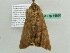  ( - BC ZSM Lep 55886)  @13 [ ] CreativeCommons - Attribution Non-Commercial Share-Alike (2012) Axel Hausmann/Bavarian State Collection of Zoology (ZSM) SNSB, Zoologische Staatssammlung Muenchen