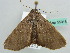  ( - BC ZSM Lep 55915)  @12 [ ] CreativeCommons - Attribution Non-Commercial Share-Alike (2012) Axel Hausmann/Bavarian State Collection of Zoology (ZSM) SNSB, Zoologische Staatssammlung Muenchen