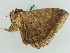  ( - BC ZSM Lep 56536)  @12 [ ] CreativeCommons - Attribution Non-Commercial Share-Alike (2012) Axel Hausmann/Bavarian State Collection of Zoology (ZSM) SNSB, Zoologische Staatssammlung Muenchen