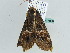  ( - BC ZSM Lep 56544)  @12 [ ] CreativeCommons - Attribution Non-Commercial Share-Alike (2012) Axel Hausmann/Bavarian State Collection of Zoology (ZSM) SNSB, Zoologische Staatssammlung Muenchen