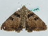  ( - BC ZSM Lep 56555)  @14 [ ] CreativeCommons - Attribution Non-Commercial Share-Alike (2012) Axel Hausmann/Bavarian State Collection of Zoology (ZSM) SNSB, Zoologische Staatssammlung Muenchen