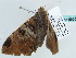  ( - BC ZSM Lep 56557)  @13 [ ] CreativeCommons - Attribution Non-Commercial Share-Alike (2012) Axel Hausmann/Bavarian State Collection of Zoology (ZSM) SNSB, Zoologische Staatssammlung Muenchen