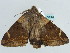  ( - BC ZSM Lep 56561)  @13 [ ] CreativeCommons - Attribution Non-Commercial Share-Alike (2012) Axel Hausmann/Bavarian State Collection of Zoology (ZSM) SNSB, Zoologische Staatssammlung Muenchen