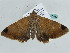  ( - BC ZSM Lep 56563)  @14 [ ] CreativeCommons - Attribution Non-Commercial Share-Alike (2012) Axel Hausmann/Bavarian State Collection of Zoology (ZSM) SNSB, Zoologische Staatssammlung Muenchen