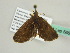  (Polypogon fusconigra - BC ZSM Lep 56623)  @13 [ ] CreativeCommons - Attribution Non-Commercial Share-Alike (2012) Axel Hausmann/Bavarian State Collection of Zoology (ZSM) SNSB, Zoologische Staatssammlung Muenchen