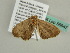  ( - BC ZSM Lep 56647)  @13 [ ] CreativeCommons - Attribution Non-Commercial Share-Alike (2012) Axel Hausmann/Bavarian State Collection of Zoology (ZSM) SNSB, Zoologische Staatssammlung Muenchen