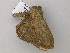  ( - BC ZSM Lep 57243)  @12 [ ] CreativeCommons - Attribution Non-Commercial Share-Alike (2012) Axel Hausmann/Bavarian State Collection of Zoology (ZSM) SNSB, Zoologische Staatssammlung Muenchen