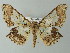  ( - BC ZSM Lep 57246)  @14 [ ] CreativeCommons - Attribution Non-Commercial Share-Alike (2012) Axel Hausmann/Bavarian State Collection of Zoology (ZSM) SNSB, Zoologische Staatssammlung Muenchen